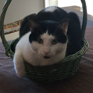 Meet your Posher, Alyssa